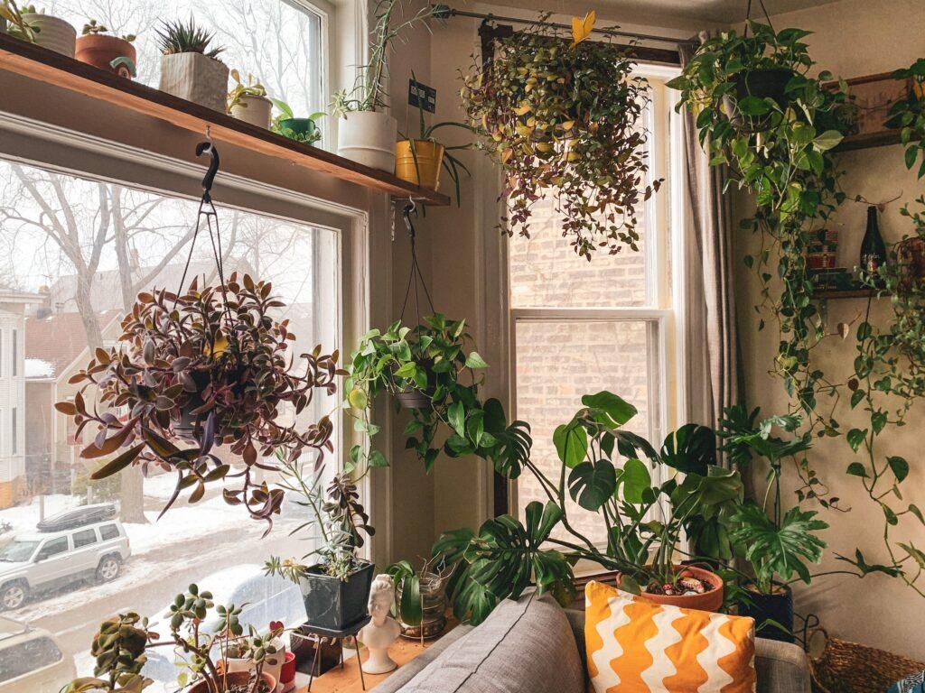 How To Grow Healthy And Bushy Money Plants Inside The House - Brainmail ...